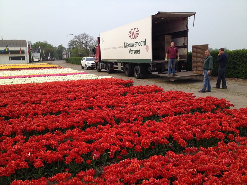 Цветочный фестиваль в Голландии