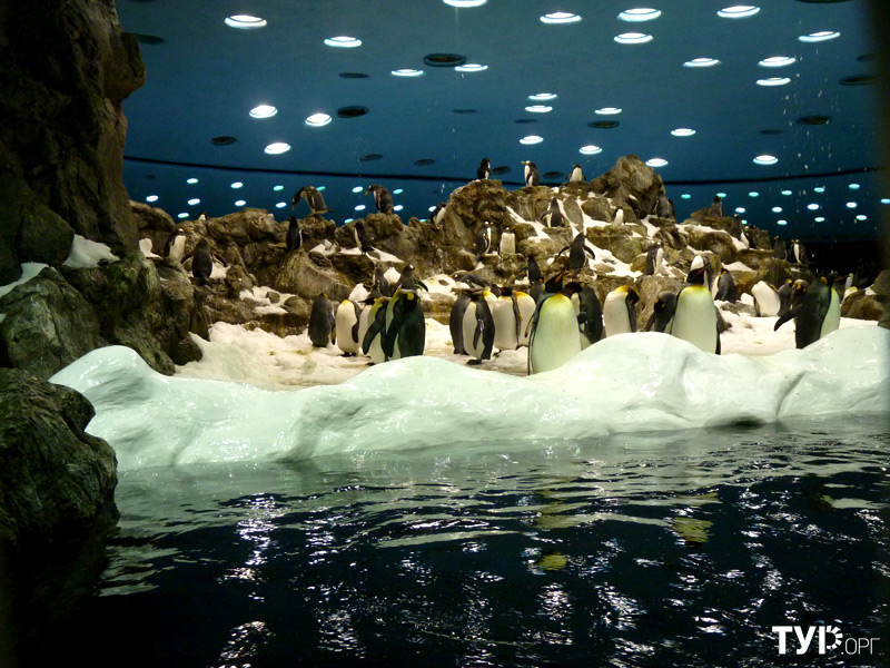 Навестить гостей из Антарктики в Лоро Парке